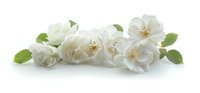 Delicate white wild roses with green leaves arranged in elegant composition on white background, isolated for design projects.