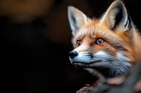 Red fox portrait with piercing blue eyes against dark background, side view close-up showing detailed fur texture and alert expression. Wildlife photography.