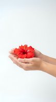 Hands holding vibrant red hibiscus flower isolated on white background, suitable for care, beauty, wellness, and gift concepts.