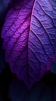 Vibrant purple leaf with detailed vein patterns and textured surface captured in macro photography against dark background, showcasing natural geometric patterns and structures.