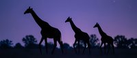 Silhouettes of three giraffes walking across African savanna landscape at dusk with purple twilight sky and acacia trees, wildlife photography for nature and travel content.