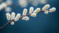 Blooming pussy willow branch with soft white catkins against blurred dark blue background, macro nature photography showing spring awakening details.