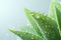Fresh aloe vera plant leaves with morning dew drops and water splashes on light background, macro photography for natural skincare and wellness concept.