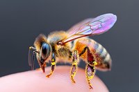 Macro photography of honey bee covered in golden pollen sitting on human fingertip against dark background, showing detailed wing structure and compound eyes.