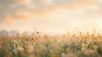 Wildflower meadow with delicate blooms and seed heads in soft morning light, suitable for nature backgrounds and editorial design projects.
