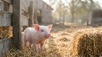 Young pink piglet standing in straw bedding at farm enclosure, suitable for agricultural, livestock, and rural lifestyle content.