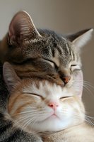 Two adorable domestic cats sleeping peacefully together, tabby and orange white kitten cuddling in warm embrace showing love and companionship between pets.
