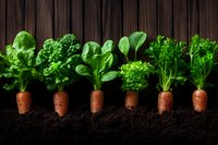 Fresh organic vegetables growing in rich soil against wooden background. Carrots with green tops and leafy greens showcase farm-to-table produce for healthy eating concepts.