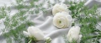 White ranunculus flowers with delicate green foliage arranged on soft fabric background for wedding decor, floral design, and romantic celebrations.