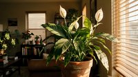 Pothos houseplant in terracotta pot by sunny window with natural light streaming through blinds creating warm indoor atmosphere for home decor and gardening.