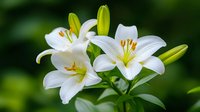 White lilies blooming in garden with fresh green buds and leaves against natural blurred background, macro floral photography showing delicate petals and stamens.