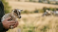 Adult farmer holding young goat kid in arms outdoors on rural farm with golden wheat field background. Agricultural livestock care.