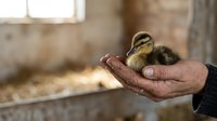 Young duckling resting in weathered hands of farmer or caretaker in rural farm setting, depicting animal care and agricultural lifestyle.