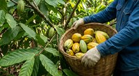 Farmer harvesting fresh cacao pods in wicker basket from cocoa tree plantation. Agricultural worker collecting yellow ripe cocoa fruits for chocolate production.