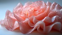 Delicate coral rose petals in soft focus macro photography showing gentle curves and layers with dreamy ethereal lighting and romantic mood.
