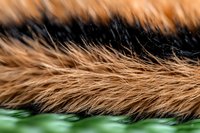 Close up macro shot of brown and black animal fur texture showing detailed hair strands against blurred green background, natural pattern structure.