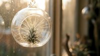 Air plant in glass terrarium hanging ornament with warm sunlight creating magical bokeh effect for home decor and interior design projects.