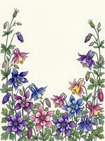 Watercolor columbine flowers border in purple, pink, blue and yellow on white background, botanical floral frame for cards and invitations.