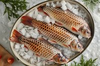 Fresh raw carp fish on ice in metal plate with evergreen decoration. Traditional Christmas and holiday seafood preparation for festive dinner table setting.