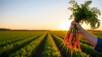Hand holding fresh organic carrots with green tops at sunset over agricultural field rows for healthy eating and farm-to-table lifestyle concepts.