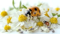 Orange ladybug and small brown beetle on white daisy flowers with yellow centers against soft blurred background, macro nature photography for spring designs.
