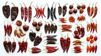 Assorted dried chili peppers in various red, brown, and black varieties arranged on white background, suitable for culinary, food styling, and ingredient photography projects.