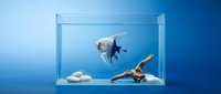 Tropical fish swimming in glass aquarium with sand and wooden decoration on blue background for aquatic pet care and hobby concepts.