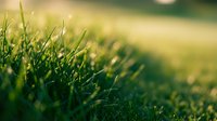 Fresh green grass blades with morning dew drops in soft sunlight creating natural bokeh background for spring and summer outdoor concepts.
