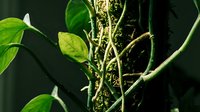 Tropical plant with exposed aerial roots and lush green foliage in natural jungle environment showcasing botanical growth patterns and rainforest vegetation.