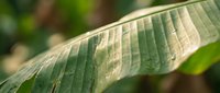 Close-up of a green leaf with detailed veins and natural texture, showing botanical structure and organic patterns for nature, science, and educational content.