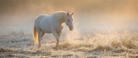 White horse walking through dusty field at sunrise, creating atmospheric dust clouds in golden light, suitable for equestrian, nature, and wildlife design projects.