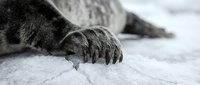 Close-up of bear paw with sharp claws resting on snow, wildlife detail for nature and animal content.