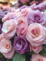 Delicate pink and purple roses in full bloom create romantic floral composition with soft petals and natural green leaves, suitable for wedding and celebration designs.