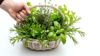 Hand holding wicker basket filled with fresh green herbs including basil, rosemary, parsley and thyme on white background for culinary cooking.