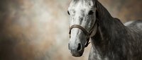 Majestic gray horse portrait with leather halter against soft blurred background, showcasing equine beauty and grace for equestrian and animal photography.