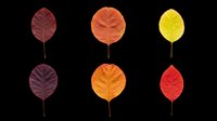 Six colorful autumn leaves in red, orange, yellow, and burgundy tones, isolated on transparent background, ready for T-shirts, stickers, clipart, and print on demand.