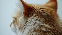 Ginger cat close-up profile showing detailed fur texture and whiskers against light background, creating atmospheric mood for pet photography and animal portraits.