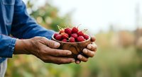 Farmer holding fresh red raspberries in cupped hands outdoors in field during harvest season for agriculture and food production concepts.