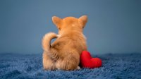 Adorable orange kitten sitting with red heart on blue textured surface, perfect for Valentine's Day cards, pet adoption campaigns, and romantic greeting designs.