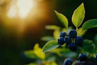 Fresh blueberries on branch with green leaves in warm sunlight, natural organic fruit harvest concept for healthy eating and nutrition.