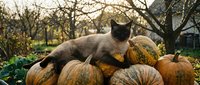 Gray and white cat sitting on pile of orange pumpkins in autumn garden with bare tree branches. Seasonal harvest scene for fall decorations and pet themes.