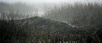 Large alligator resting in misty wetland marsh with tall grass creating moody atmospheric wildlife scene for nature and animal themed projects.