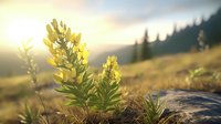 Yellow wildflowers growing on mountain rocks at sunset, sunlit petals and green leaves against blurred forest background create serene natural landscape.