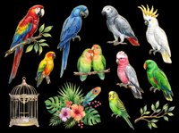 Colorful tropical parrots clipart set isolated on transparent background, ready for t-shirt design, stickers, print on demand, sublimation, and digital crafts.