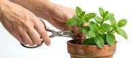 Hands trimming fresh green mint plant in terracotta pot with scissors on white background, herb gardening and harvesting concept.
