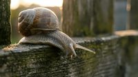 Garden snail crawling on wooden fence in warm sunlight with blurred natural background for nature and wildlife concepts.