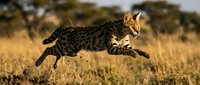 Serval cat leaping through golden grassland during sunset with acacia trees in background showcasing wild African feline in natural savanna habitat.