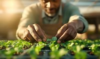 African American male farmer carefully tending to young microgreen seedlings in greenhouse nursery, demonstrating sustainable agriculture and urban farming practices.