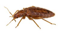 Bed bug isolated on white background, macro close-up view of parasitic insect pest for educational, medical, or pest control documentation purposes.