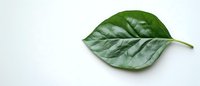 Fresh green leaf with prominent veins and natural texture isolated on white background, minimalist botanical composition for wellness and nature concepts.